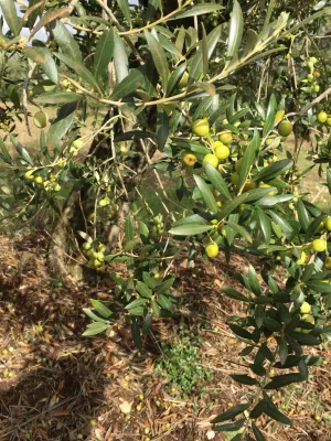 Lot 2 garrafes Oli Verge Extra Agro Igualada 5l