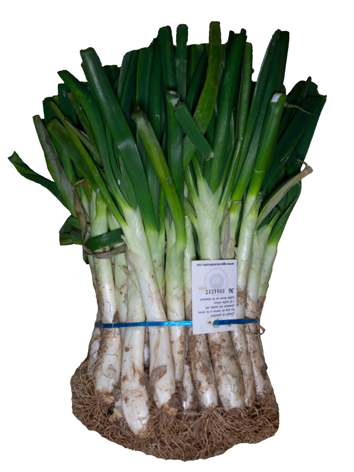 Calçots crus de Valls